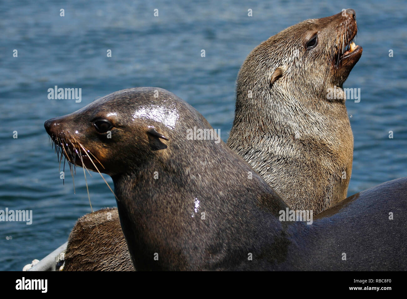 Ein paar Sub-nach Kap Pelzrobben zusammen Sonnen, eine Form der Verklebung. Stockfoto