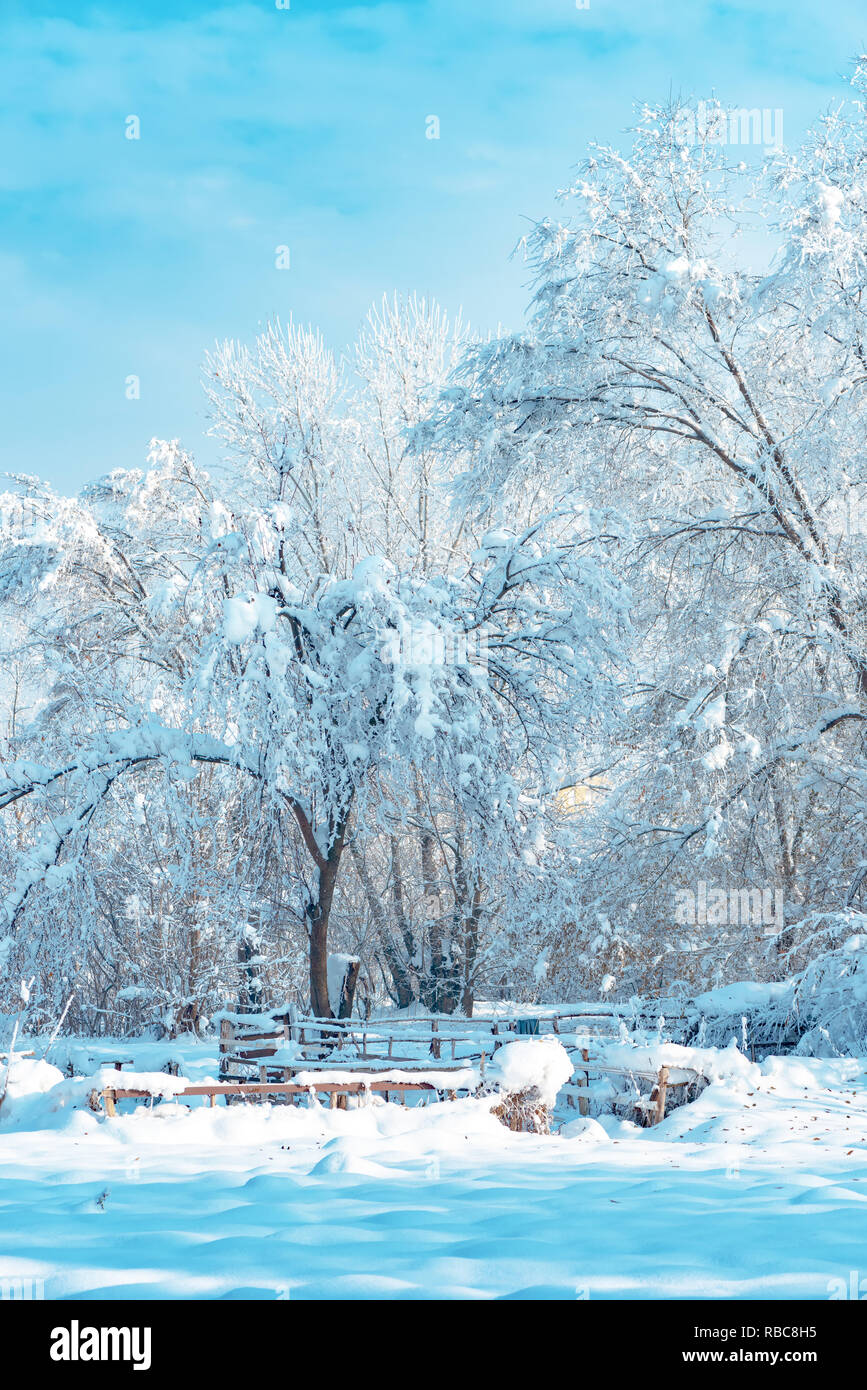 Idyllische Winterlandschaft Landschaft mit Bäumen im Schnee in hellen, sonnigen Tag abgedeckt Stockfoto