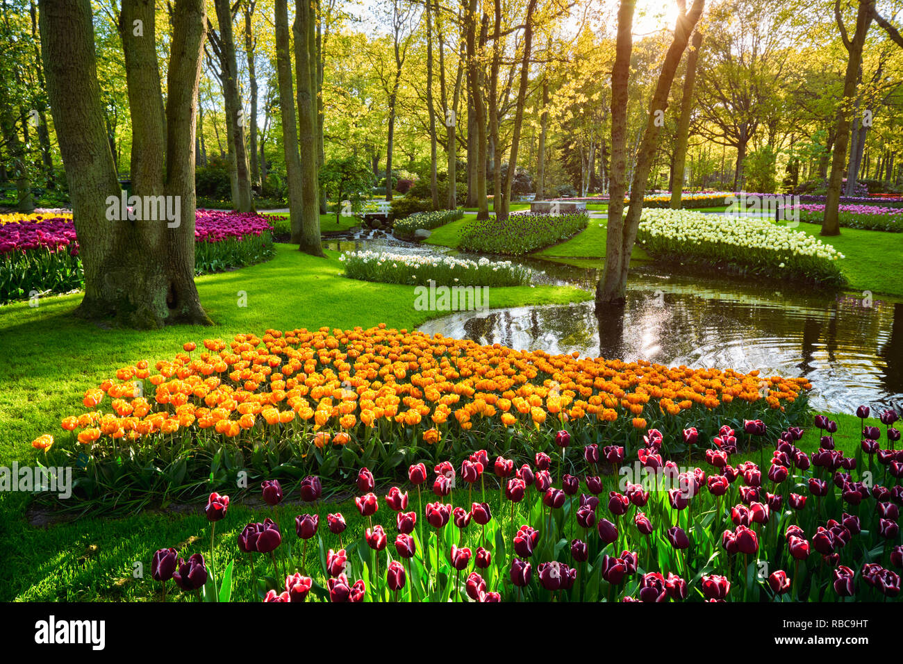 Keukenhof flower garden. Lisse, Niederlande. Stockfoto