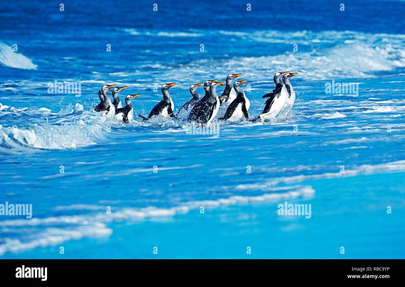 Gentoo Penguins aus dem Ozean, Sea Lion Island, Falkland Inseln, Stockfoto