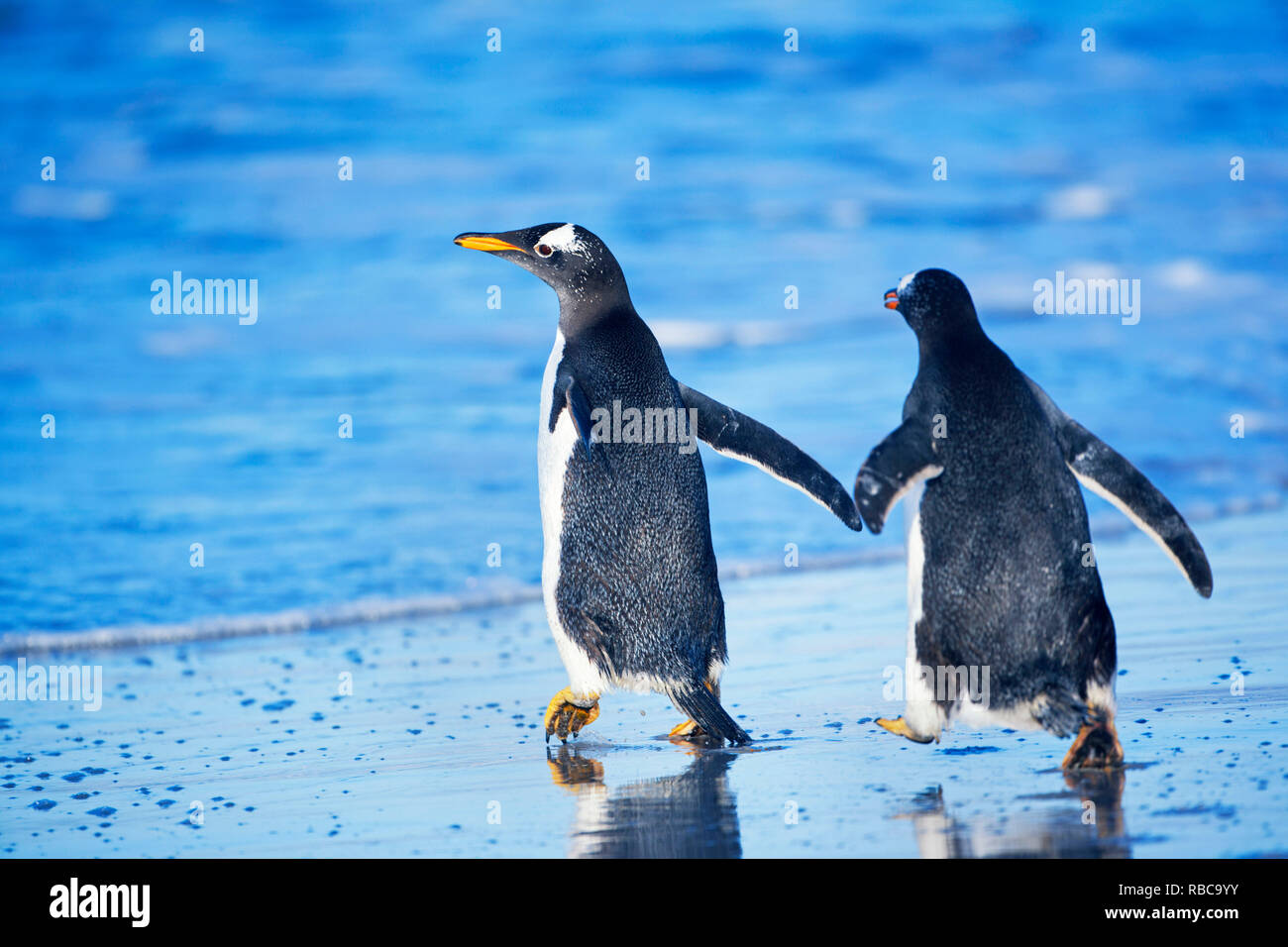 Gentoo Penguins zusammen wandern, Sea Lion Island, Falkland Inseln Stockfoto