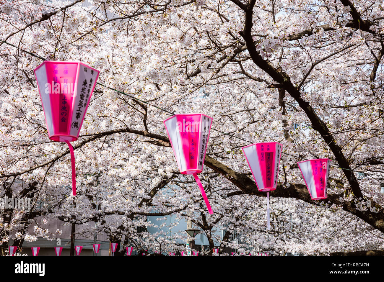 Cherry Blossom Saison, Naka Meguro, Tokio, Japan Stockfoto