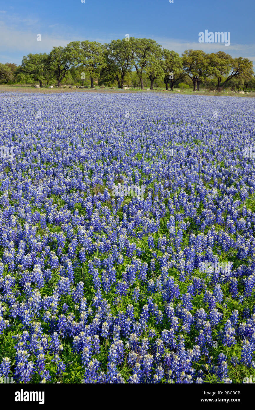 Blühende Texas bluebonnets in der Nähe von Lake Travis, Tempo Biegen niedrigere Kolorado Erholung Behörde, Spicewood, Travis County, Texas, USA Stockfoto