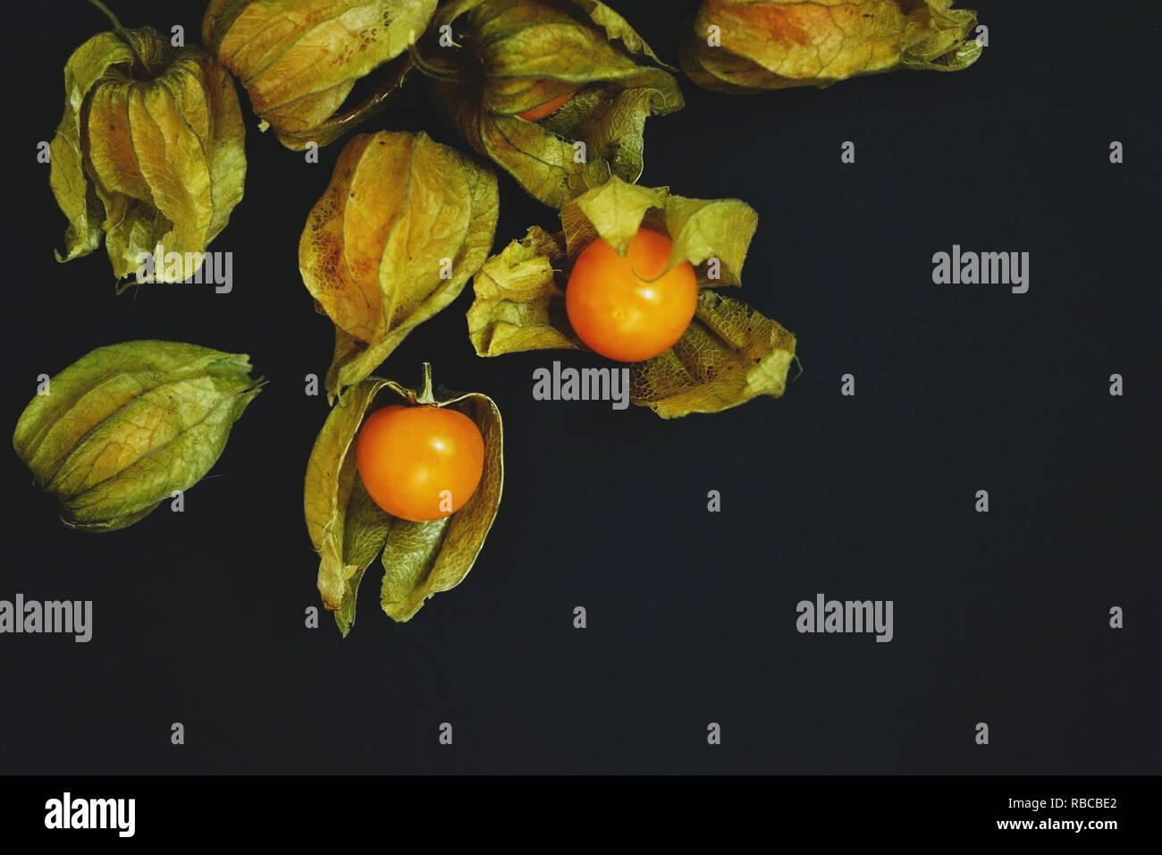 Schöne und elegante Makro Nahaufnahme einer Menge orange leckeres Obst namens Physalis aus Peru, Südamerika, mit schwarzem Hintergrund und Raum isoliert Stockfoto