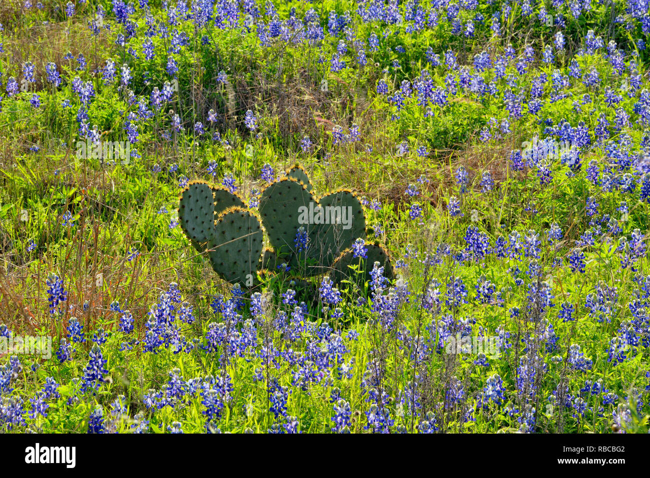 Blühende Texas bluebonnets in der Nähe von Lake Travis, Tempo Biegen niedrigere Kolorado Erholung Behörde, Spicewood, Travis County, Texas, USA Stockfoto