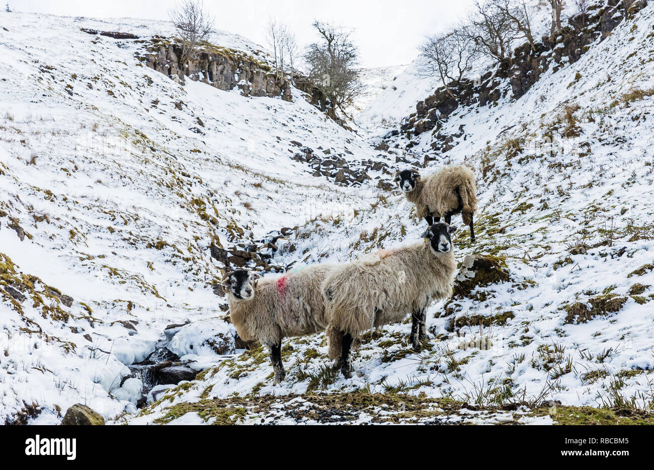 Swaledale Schafe, eine Herde von schwangeren Mutterschafe in verschneiten Wetter im Frühling. Hintergrund Hügel und Stream sind mit Schnee bedeckt. Mutterschafe. Yorkshire Stockfoto