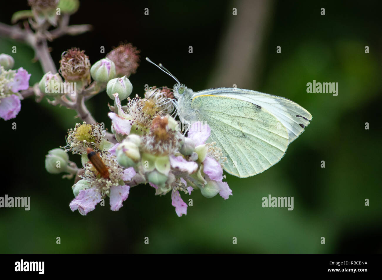 Kleinen Weißen Schmetterling auf einem dornbusch Blume Stockfoto