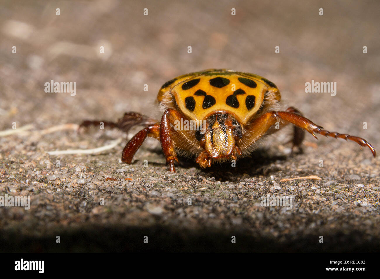 Polystigma, Keratitis punctata Blume Käfer und Insekten, die eine Biene mit Blick auf die Kamera, Frontansicht imitiert. Stockfoto