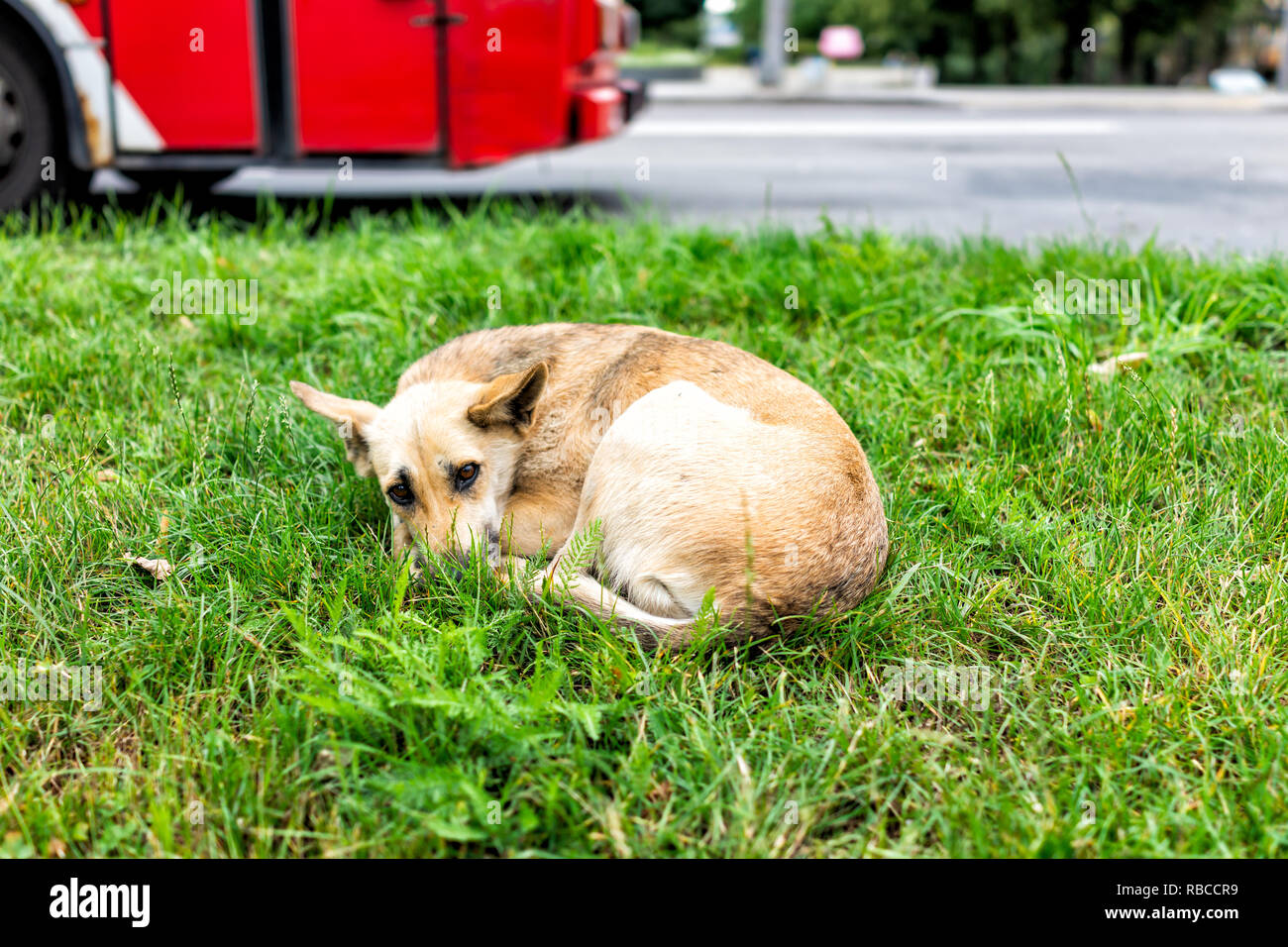 Obdachlose, traurig, verlassenen Inukai mutt liegend auf bürgersteig Gras schlafen Betteln in Rivne, Ukraine Straße Stockfoto