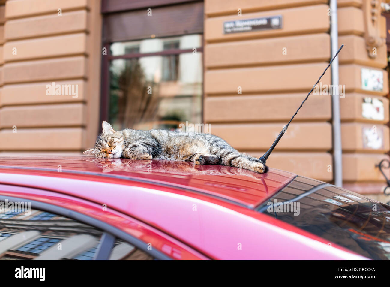 Cute tabby Katze schlafen, die auf der Oberseite von rotes Auto Dach auf der Straße in Lviv oder Lvov, Ukraine Altstadt Stadt und niemand Stockfoto