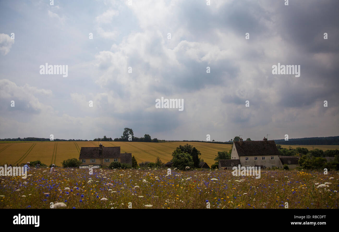 Felder im Sommer mit zwei kleinen, weiß getünchten Häuschen inmitten der Felder in Warwickshire, England Stockfoto