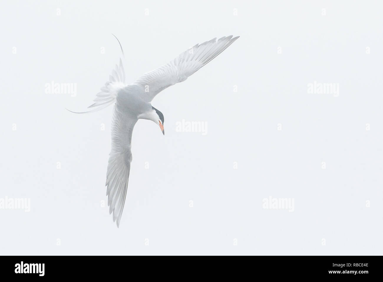 Foster's tern Nahrungssuche Flug früh am nebligen Morgen Stockfoto