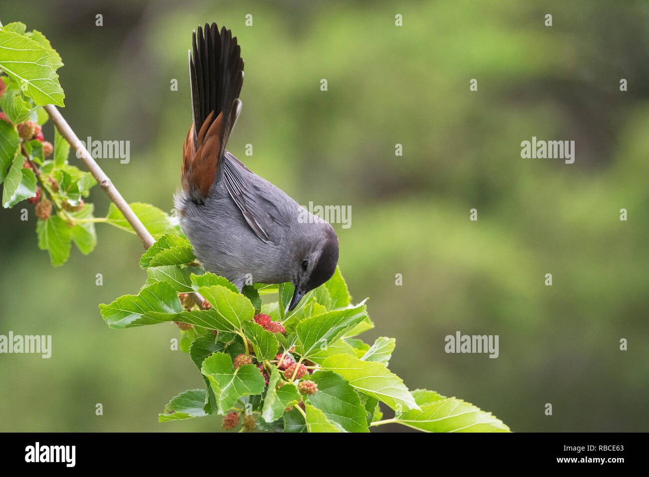 Grau catbird Nahrungssuche in Maulbeerbaum Anfang Juni Stockfoto