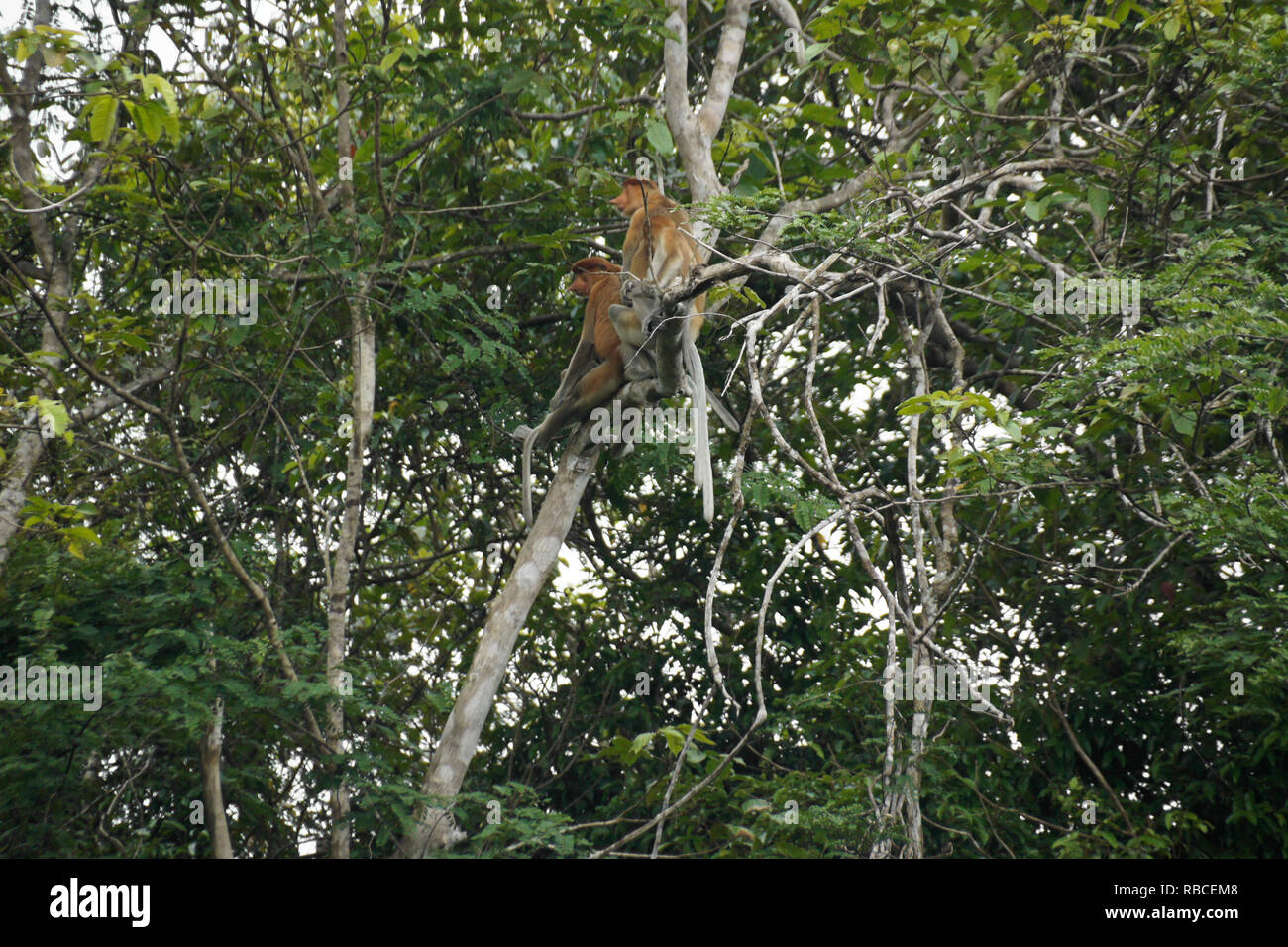 Wild Rüssel (spitzzange) Affen im Baum entlang Sungai Kinabatangan (kinabatangan River), Sukau, Sabah (Borneo), Malaysia Stockfoto