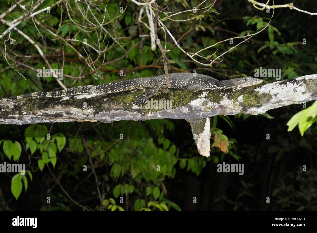 Gemeinsame wasser Waran auf Ast neben Sungai Kinabatangan (kinabatangan River), Sukau, Sabah (Borneo), Malaysia liegen Stockfoto