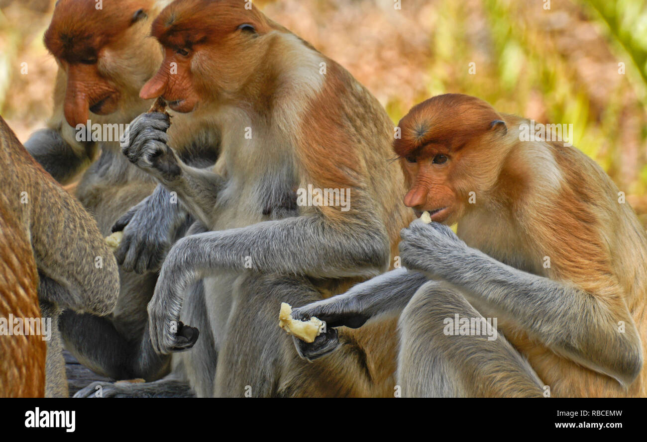 Gruppe männlicher Rüssel (spitzzange) Affen essen, Sabah (Borneo), Malaysia Stockfoto