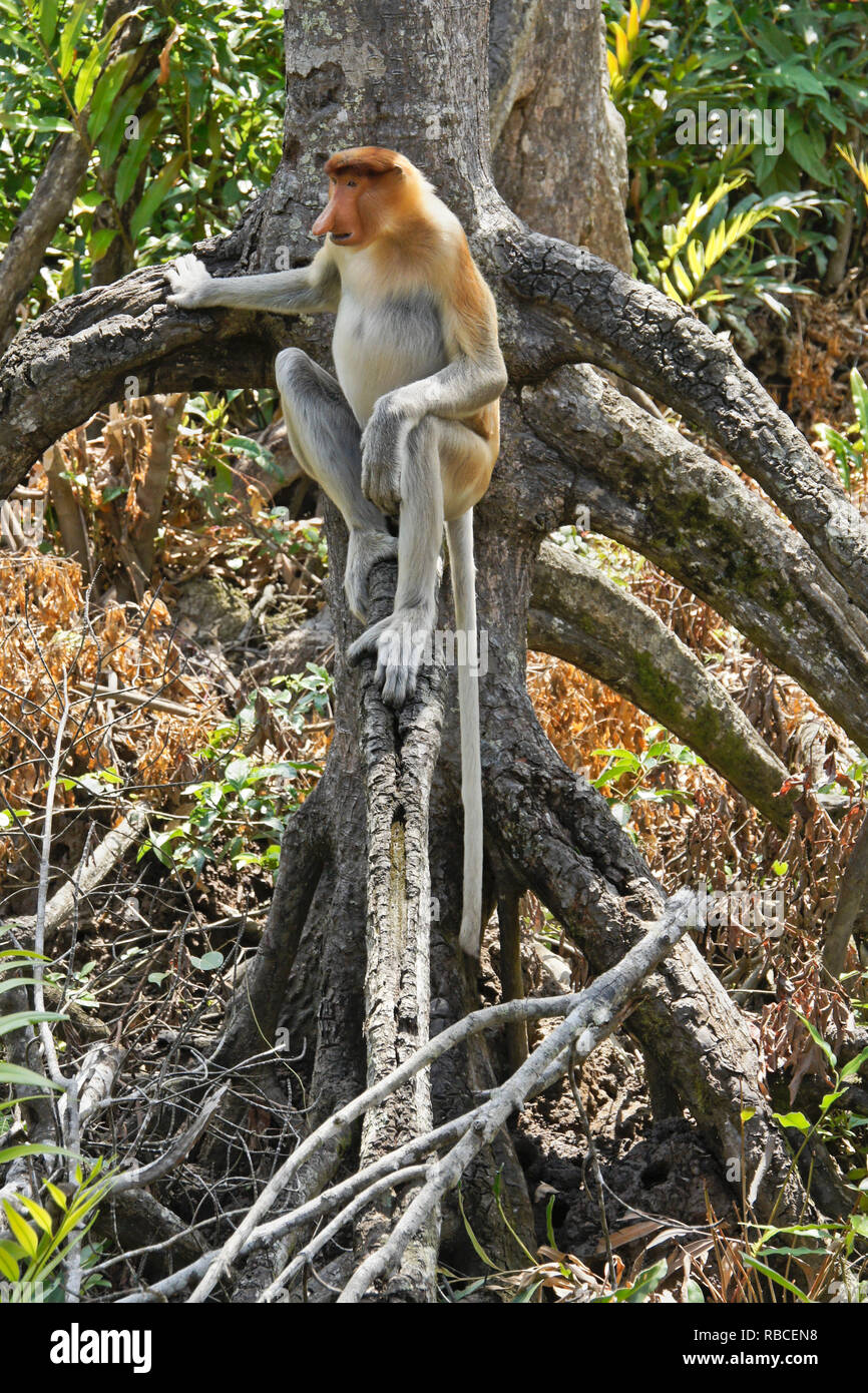 Männliche Rüssel (spitzzange) Affe sitzt auf Ast, Sabah (Borneo), Malaysia Stockfoto