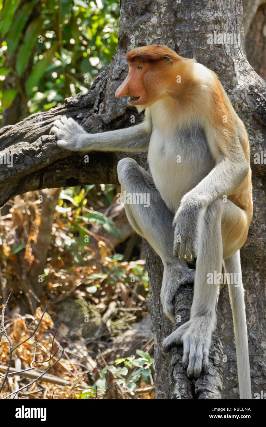 Männliche Rüssel (spitzzange) Affe sitzt auf Ast, Sabah (Borneo), Malaysia Stockfoto