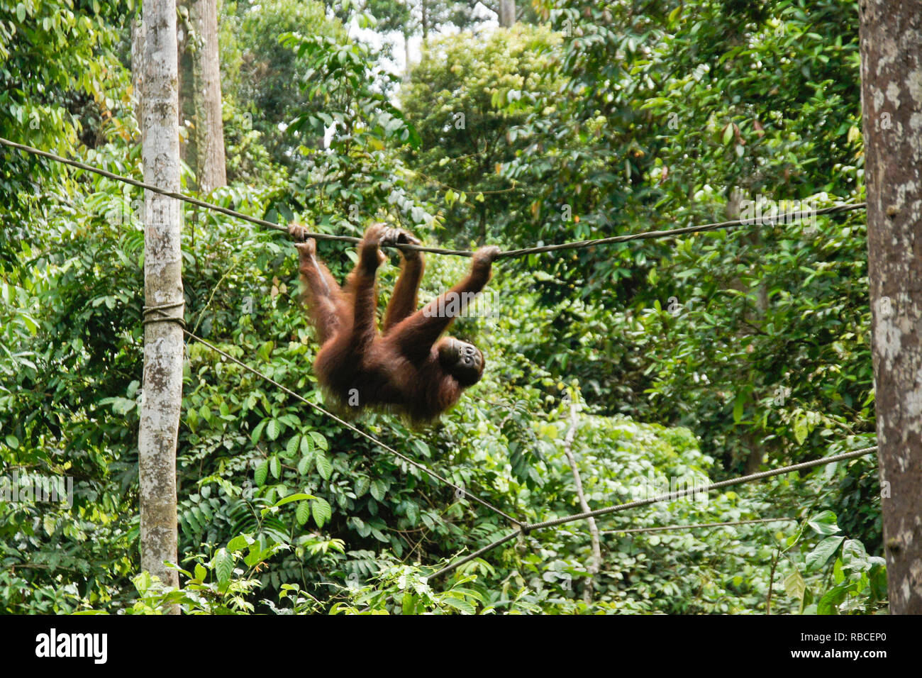 Bornesischen Orang-utan hängen von Kabel im Wald bei Sepilok Orang Utan Rehabilitation Center, Sandakan, Sabah (Borneo), Malaysia Stockfoto