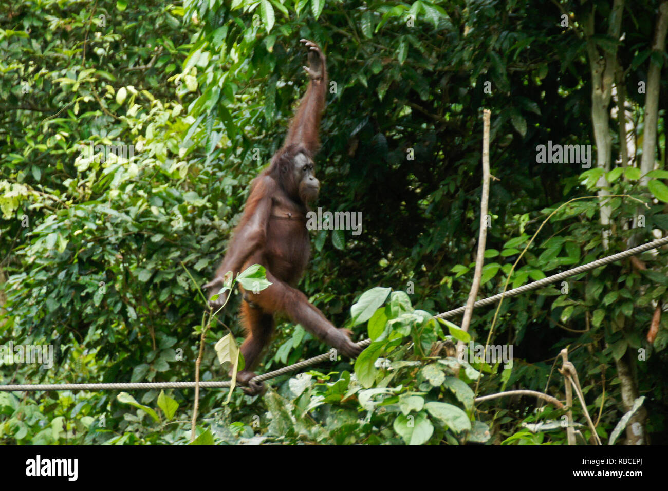 Bornesischen Orang-utan Wandern am Kabel im Wald bei Sepilok Orang Utan Rehabilitation Center, Sandakan, Sabah (Borneo), Malaysia Stockfoto