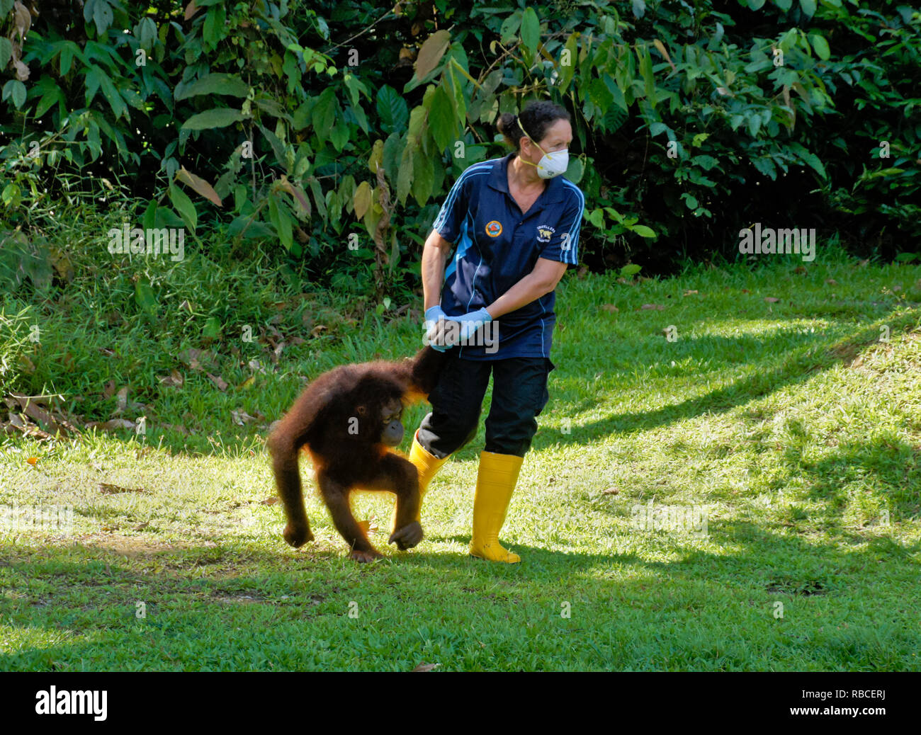 Hausmeister wandern junge Bornesischen Orang-utan in Sepilok Orang Utan Rehabilitation Center, Sandakan, Sabah (Borneo), Malaysia Stockfoto