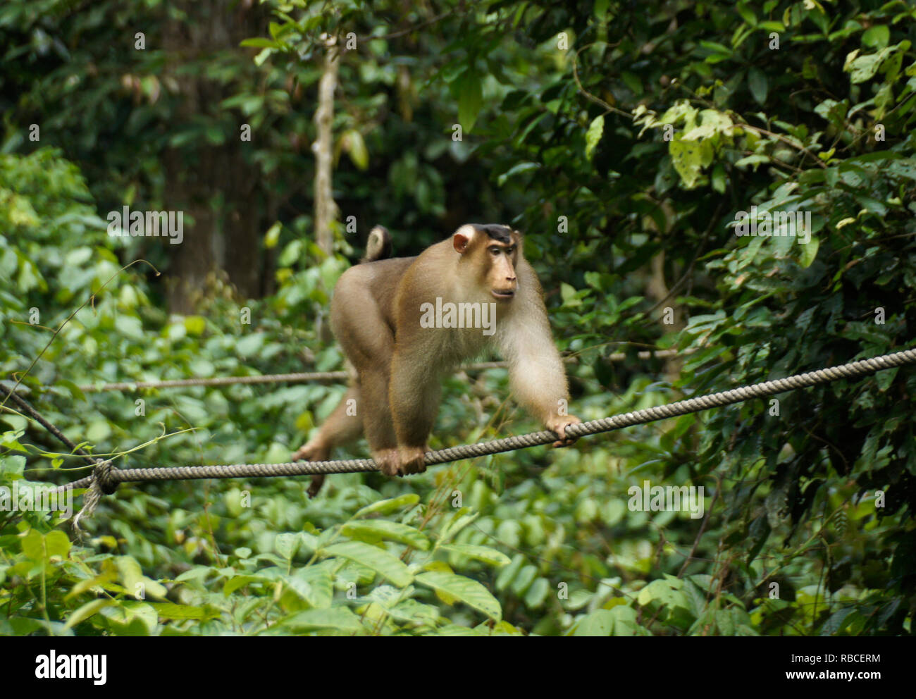 Männliche Schweine-tailed macaque (pig tail Makaken, südlichen Schwein-tailed Macaque) Wandern am Kabel im Wald bei Sepilok Orang Utan Rehabilitation Center, Sandak Stockfoto