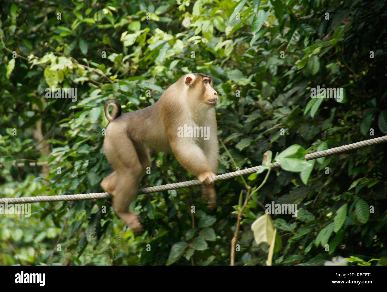 Männliche Schweine-tailed macaque (pig tail Makaken, südlichen Schwein-tailed Macaque) Wandern am Kabel im Wald bei Sepilok Orang Utan Rehabilitation Center, Sandak Stockfoto