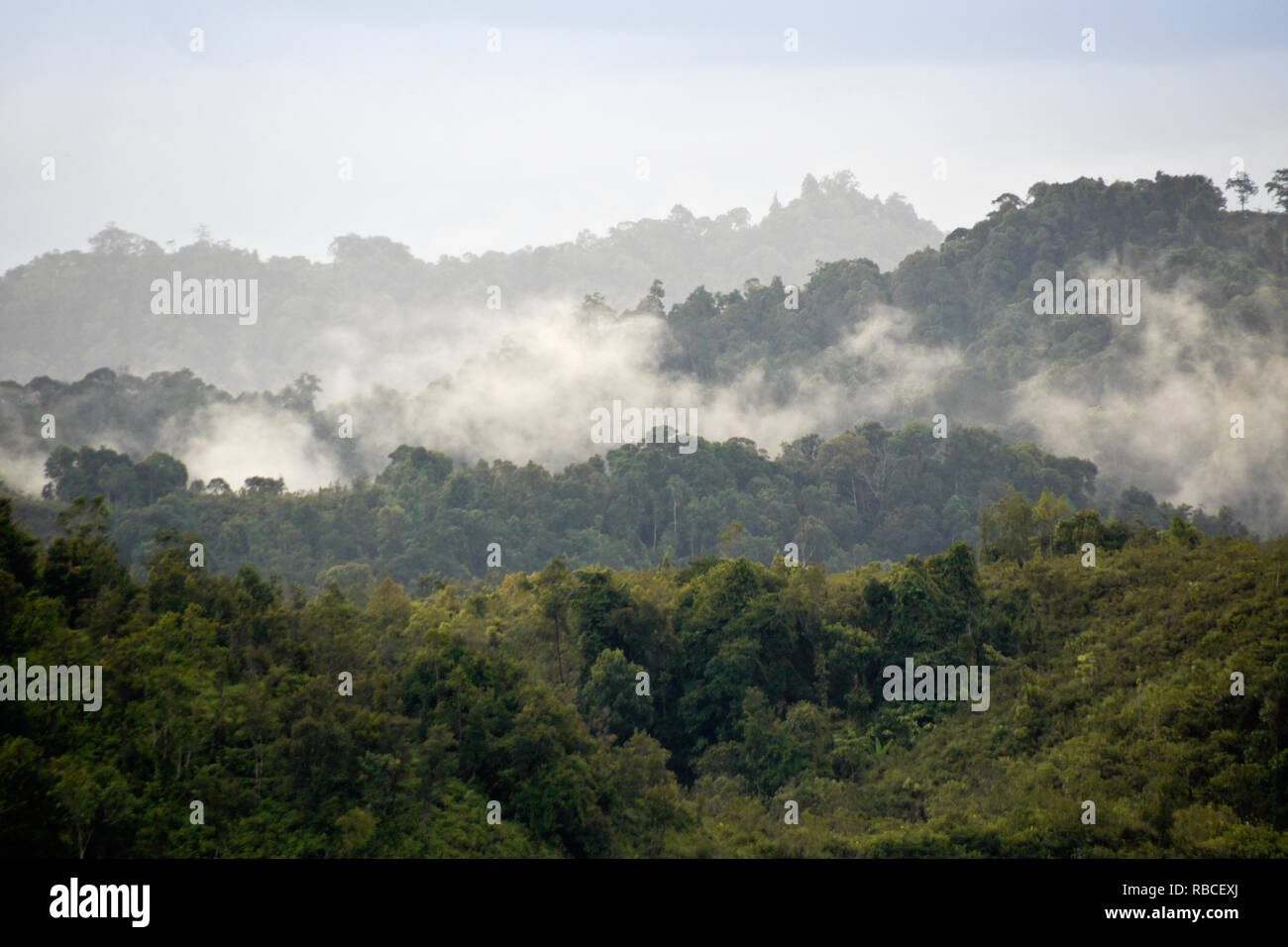 Nebel steigt aus tropischen Wald nach Unwetter im Batang Ai National Park, Sarawak (Borneo), Malaysia Stockfoto
