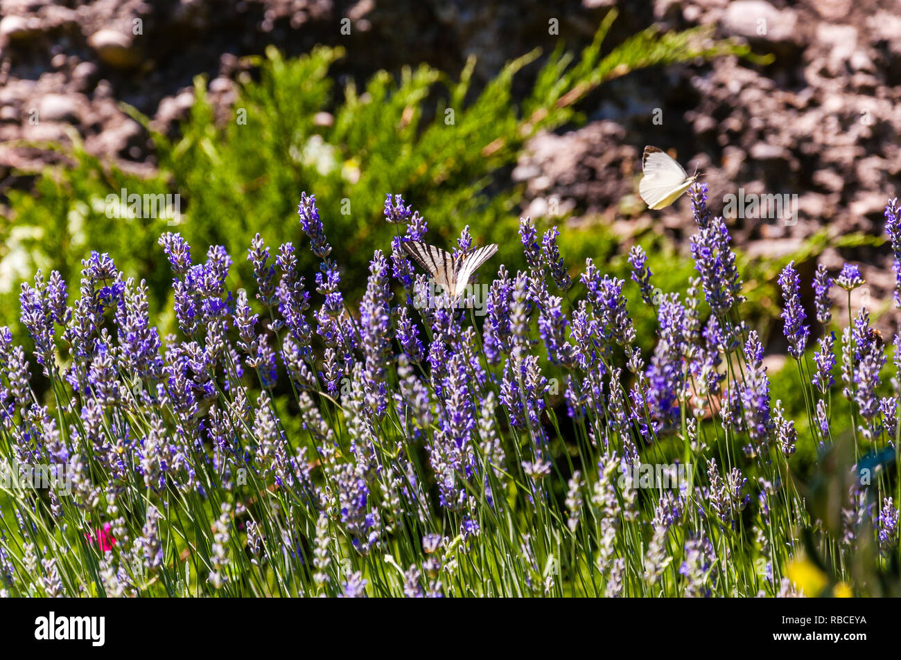 Weiße Schmetterlinge auf blühende Blaue wilde Blumen auf Meteora Berge in Griechenland sitzen Stockfoto