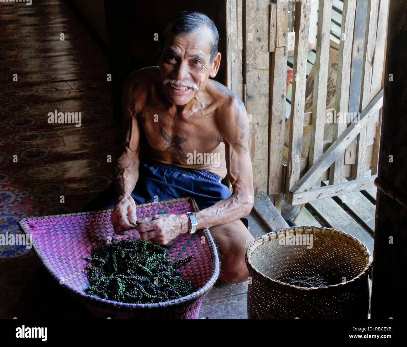 Ältere Iban Mann mit Tribal Tattoos Reinigung schwarze Pfefferkörner, Mengkak Langhaus, Batang Ai, Sarawak (Borneo), Malaysia Stockfoto