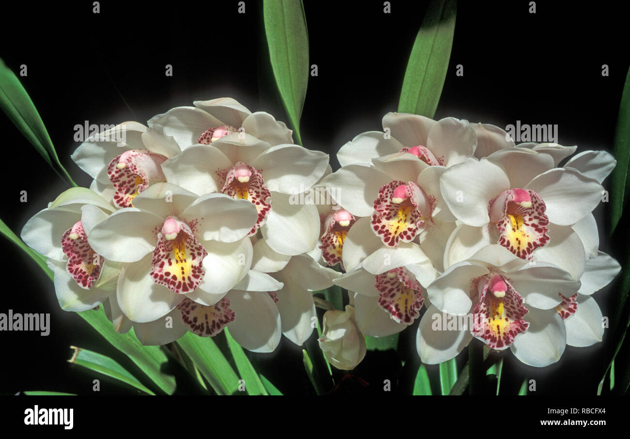 STUDIO-BILD VON CYMBIDIYM-ORCHIDEEN, AUCH BEKANNT ALS BOOTSORCHIDEN AUF SCHWARZEM HINTERGRUND. Stockfoto