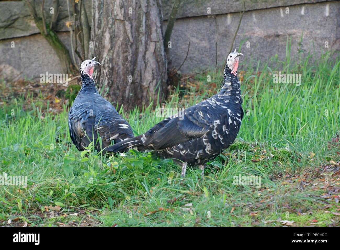 Inland Türkei, Meleagris gallopavo, der spanischen Schwarz' oder 'Norfolk des Race Schwarz' Stockfoto