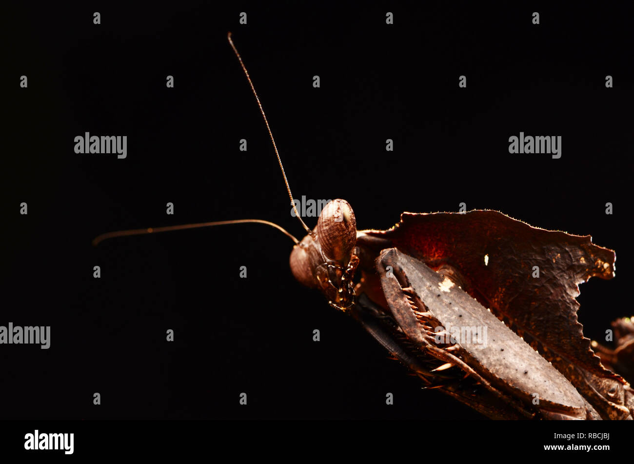 Ghost Mantis (Phyllocrania Paradoxa) Stockfoto