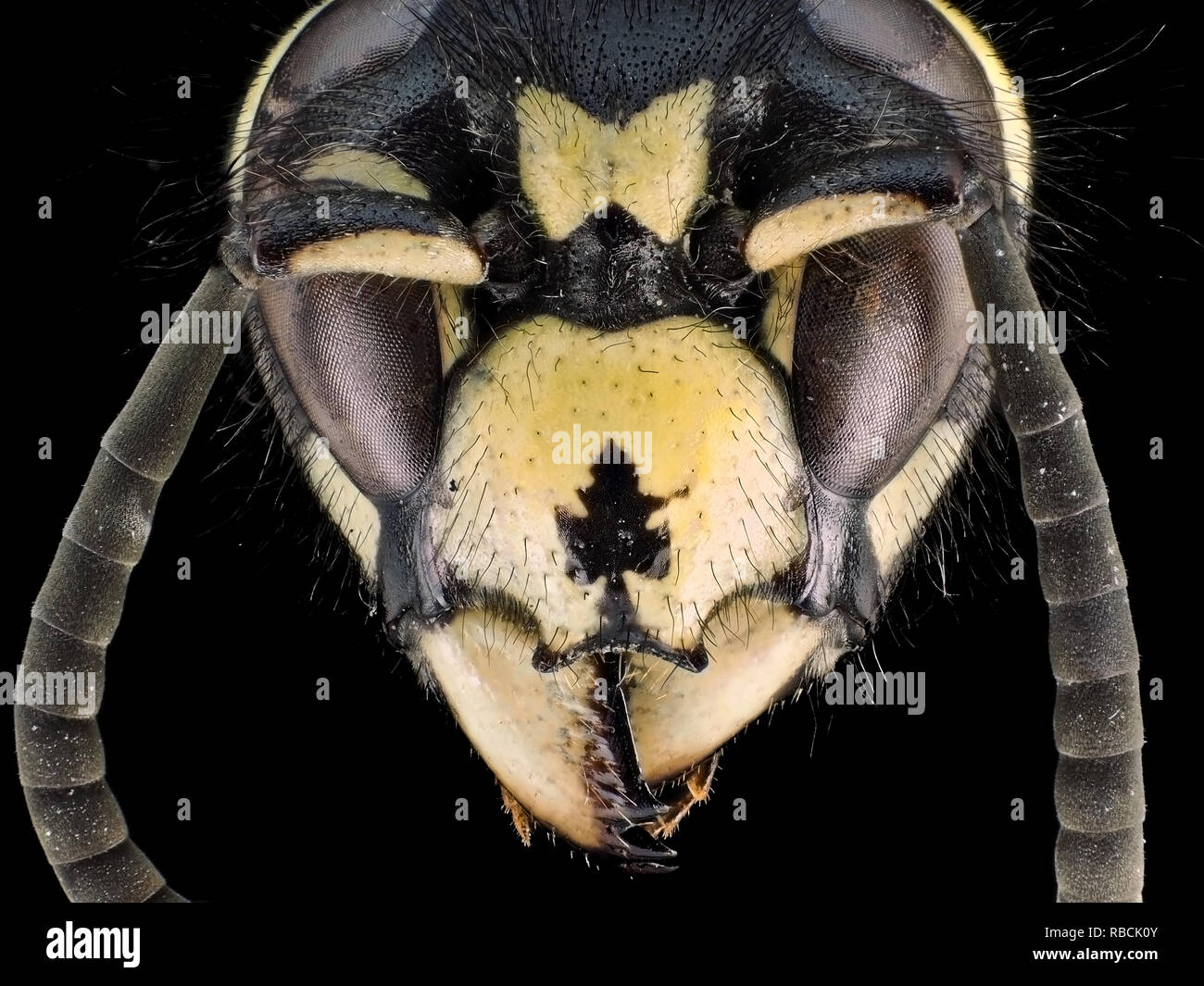 Extreme Makroaufnahme (Aufnahme) von einer Wespe (Vespula sp.) Kopf Stockfoto