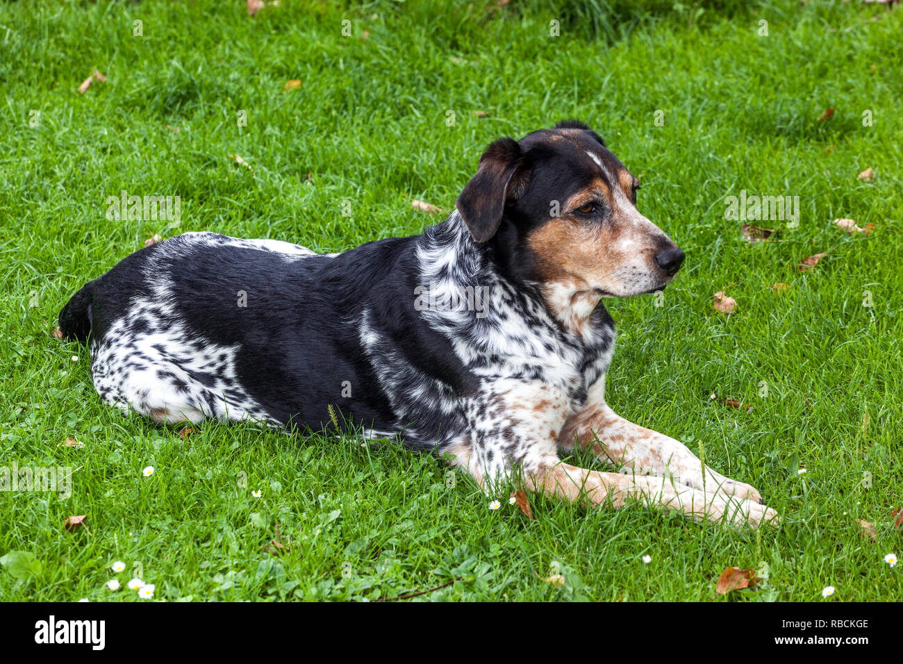 Tschechische Rasse böhmischen Hund beschmutzt liegen auf Gras im Garten  Stockfotografie - Alamy