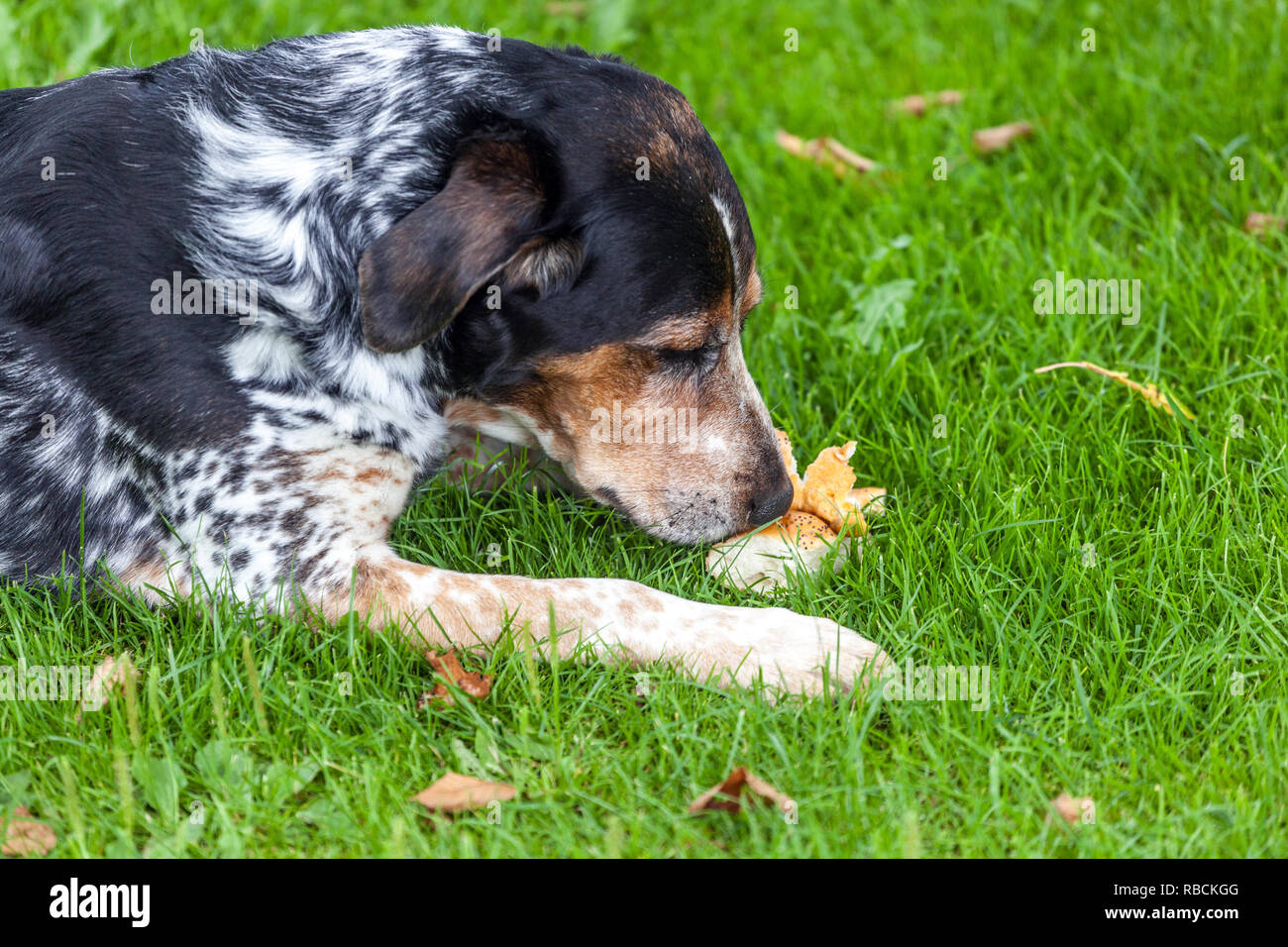Tschechische Rasse Böhmischer Fleckhund schnüffelt, Hund im Garten Stockfoto