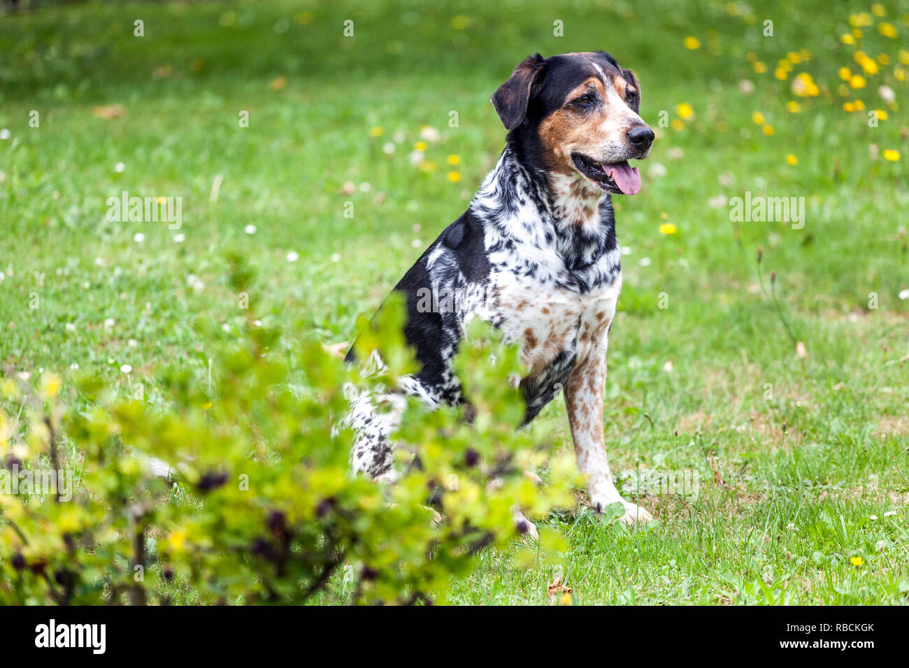 Der Gefleckte Hund Stockfotos und -bilder Kaufen - Alamy