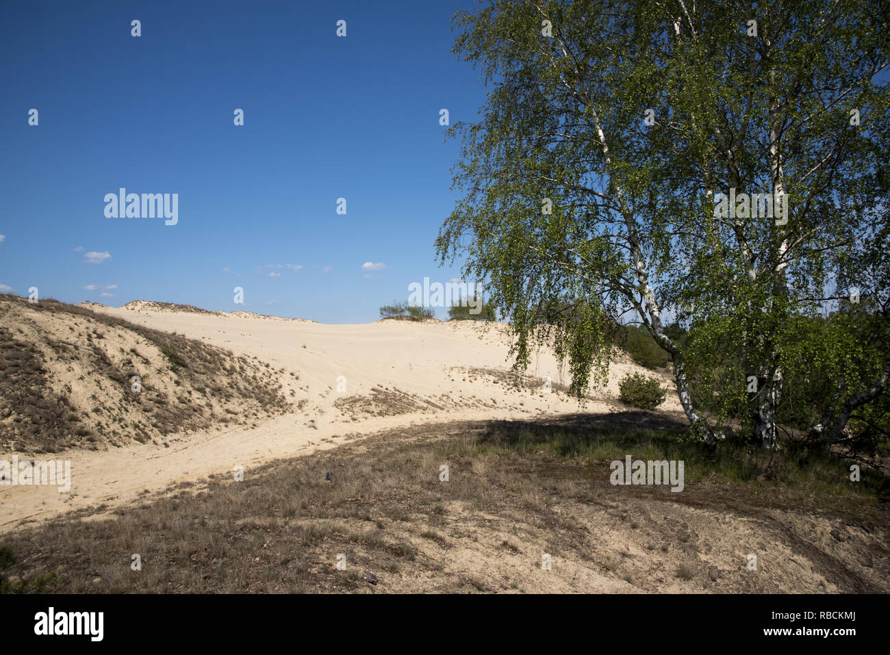 Das Landesinnere Sanddüne in der Wüste Jüterbog im Nordosten Deutschlands ist ein Überbleibsel der Eiszeit. Stockfoto