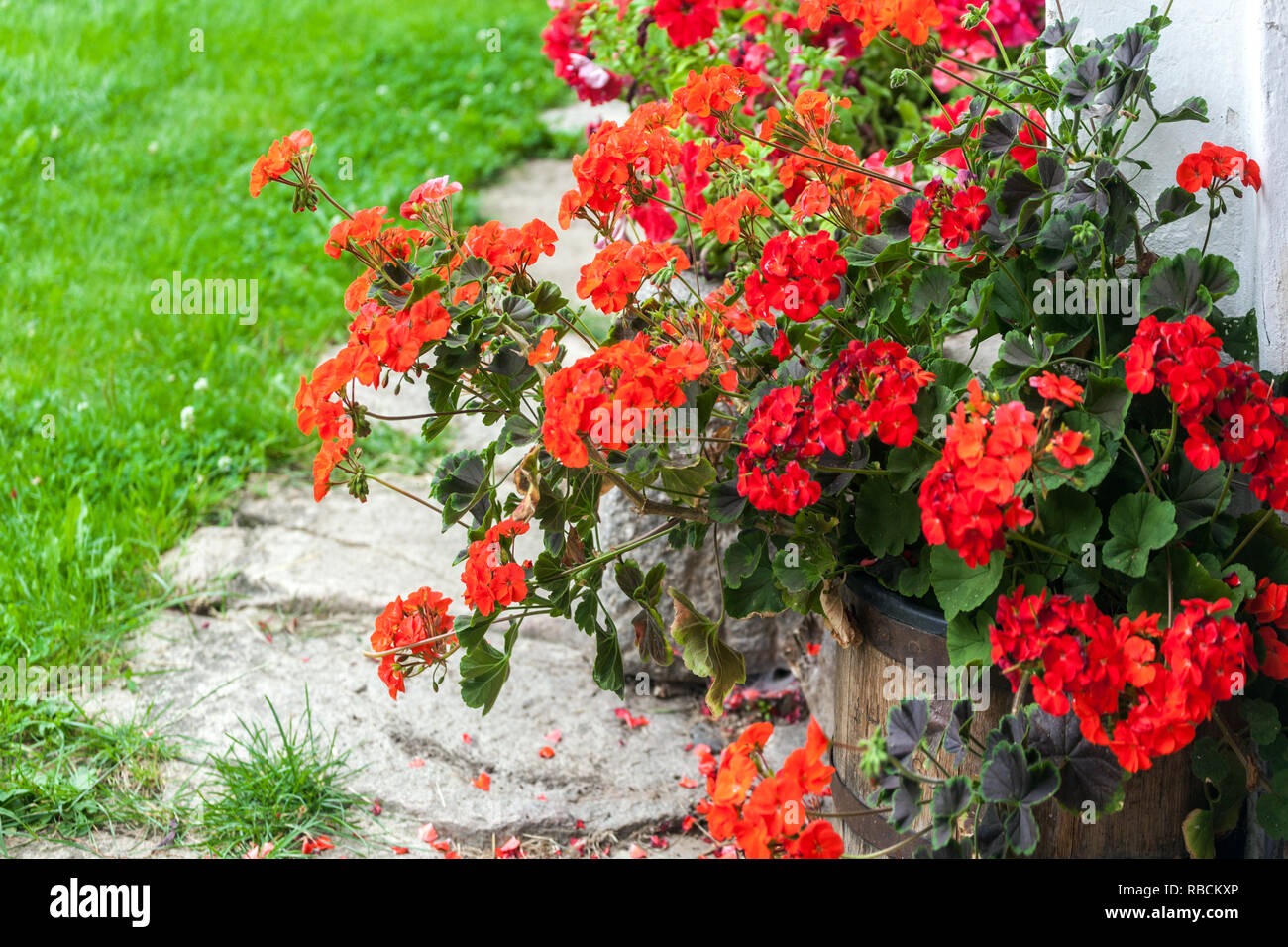 Rote Geranie blüht Pelargonium im Topf Stockfotografie Alamy