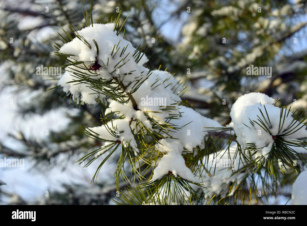 Pine Tree in Winter unter Schnee. Kieferngewächse. Fenyofa télen a hó Alatt. Stockfoto