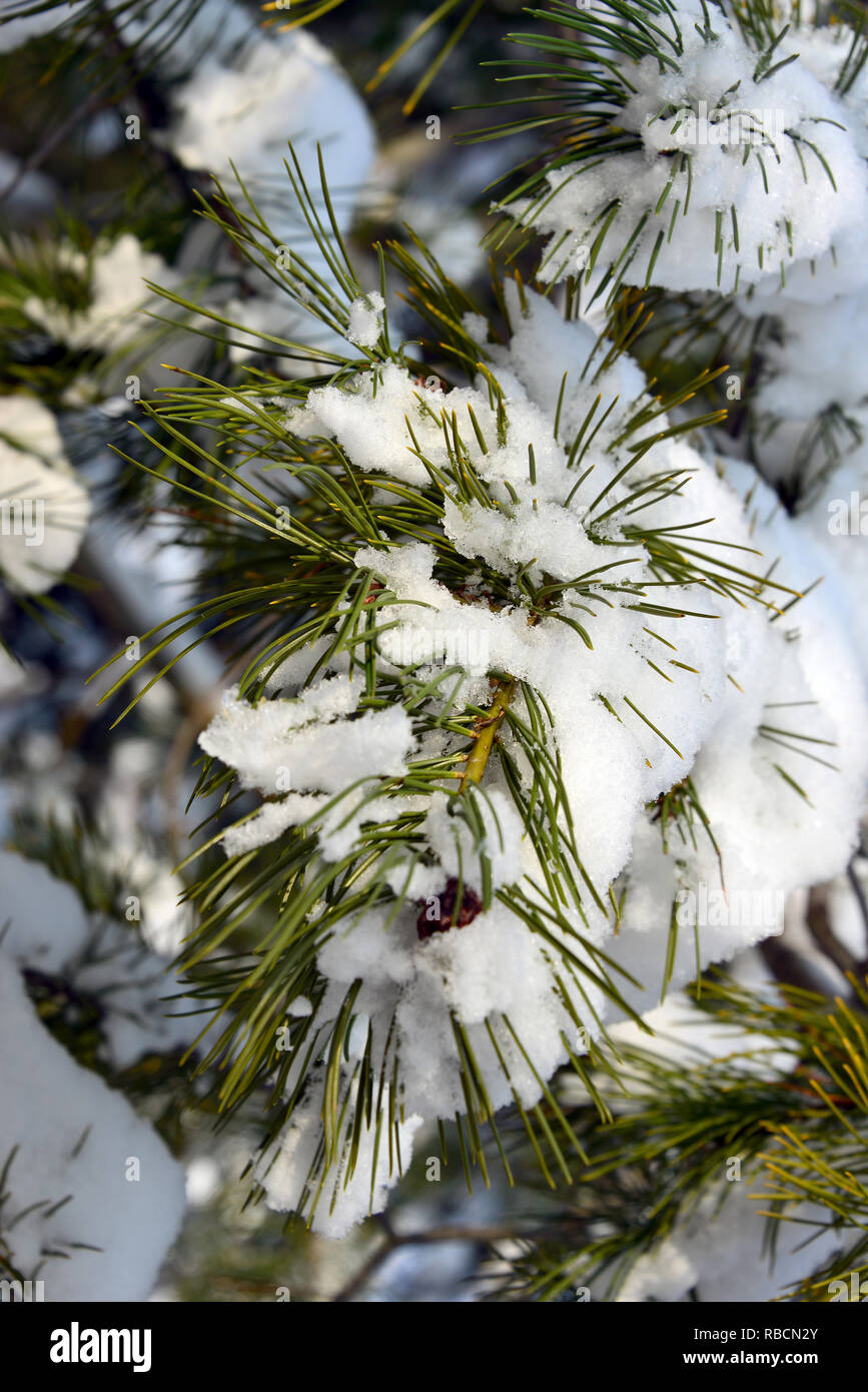 Pine Tree in Winter unter Schnee. Kieferngewächse. Fenyofa télen a hó Alatt. Stockfoto