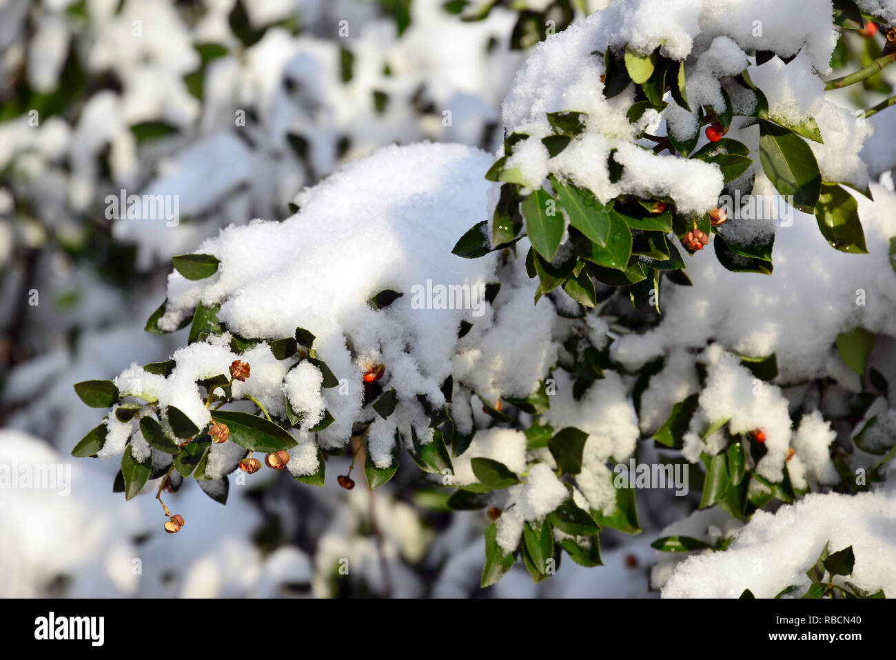 Euonymus im Winter unter Schnee. Spindelsträucher. Euonymus sp. Kecskerágó télen a hó Alatt. Stockfoto
