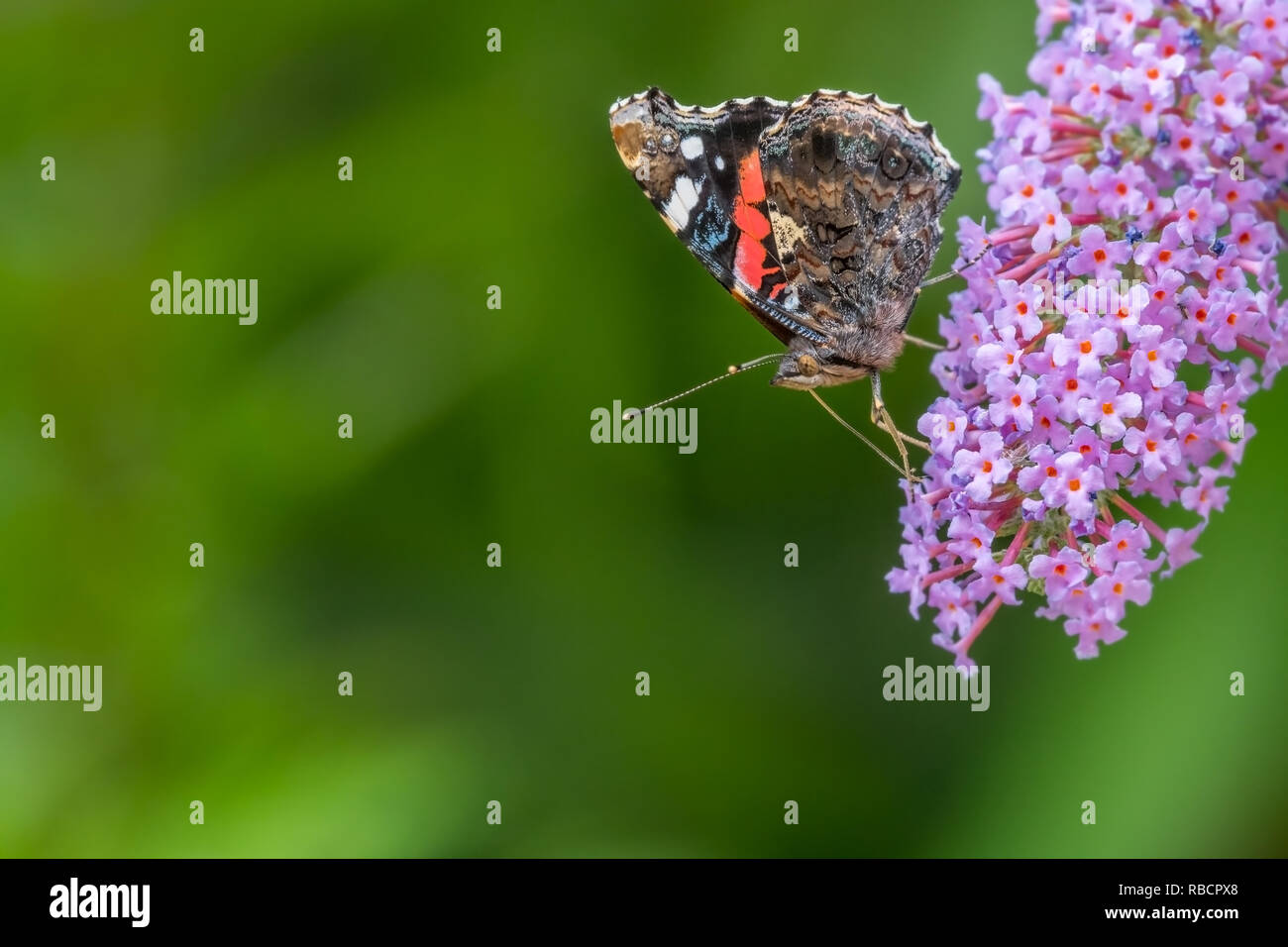 Rot Schmetterling Admiral (Vanessa atalanta) Seiten-, Fütterung auf sommerflieder Blumen. Großbritannien, Juli Stockfoto