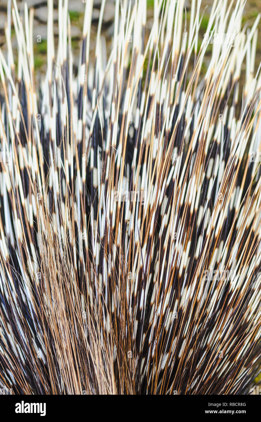 Big porcupine Quills, in der Nähe Stockfoto