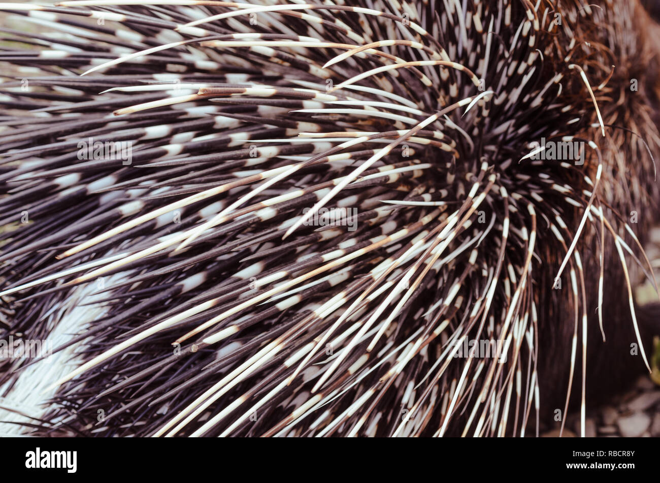Big porcupine Quills, in der Nähe Stockfoto
