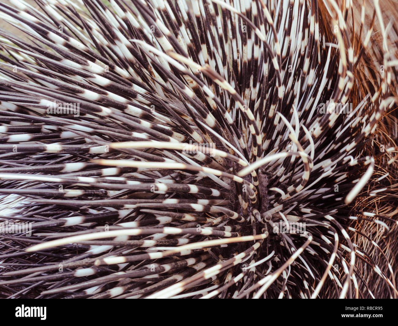 Big porcupine Quills, in der Nähe Stockfoto