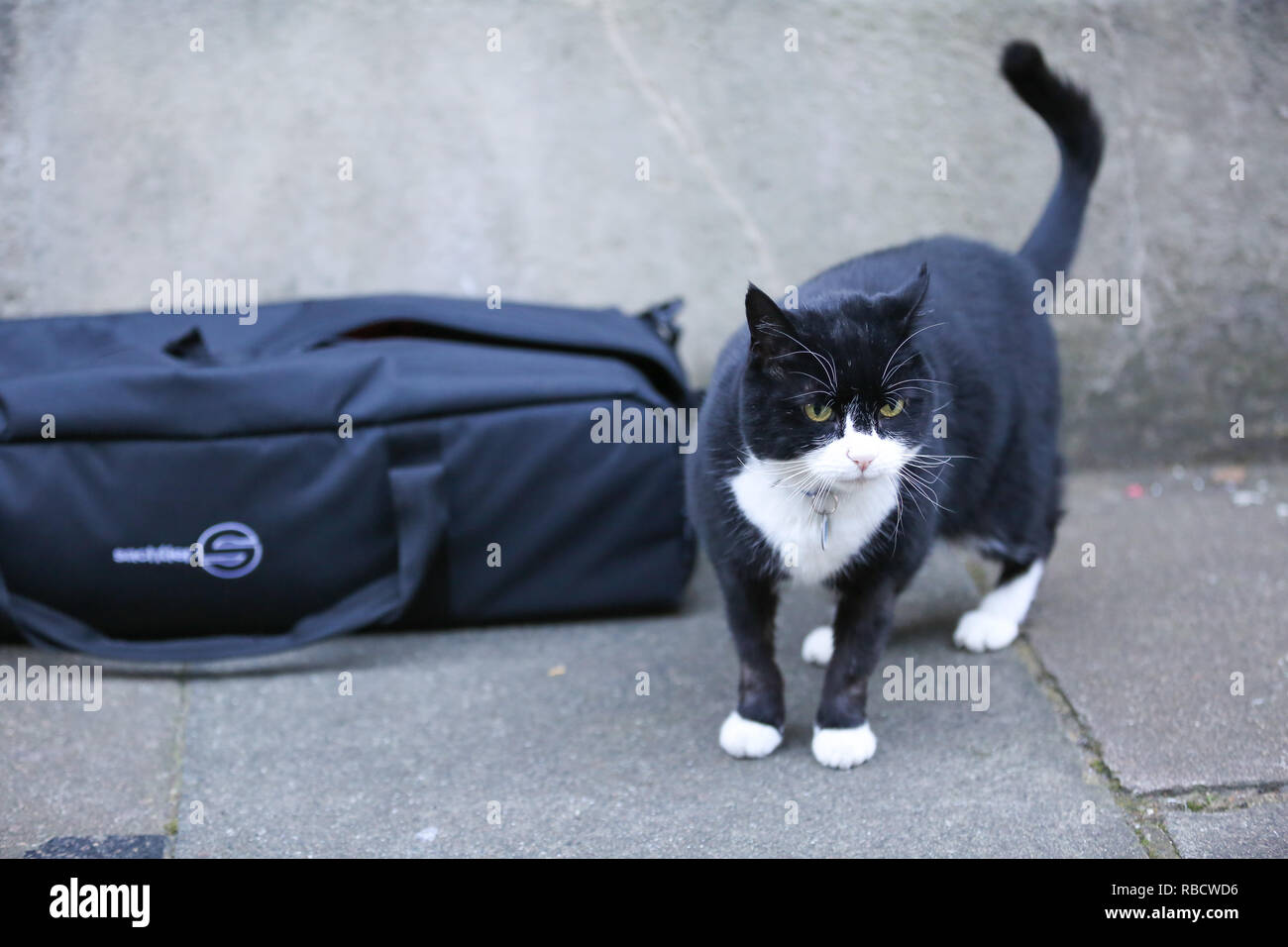 Palmerston, das Auswärtige Amt Katze ist in Downing Street gesehen. Stockfoto