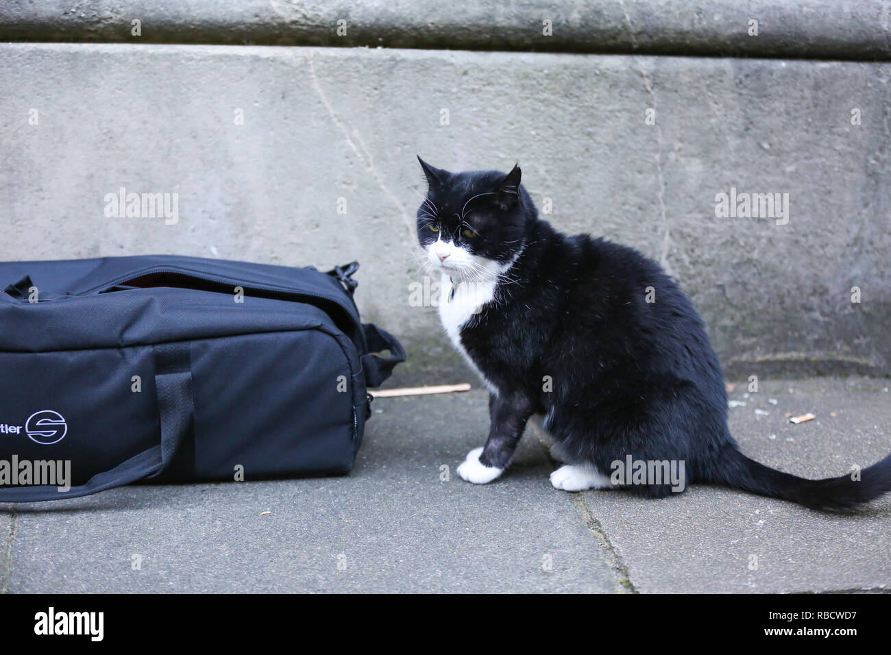 Palmerston, das Auswärtige Amt Katze ist in Downing Street gesehen. Stockfoto