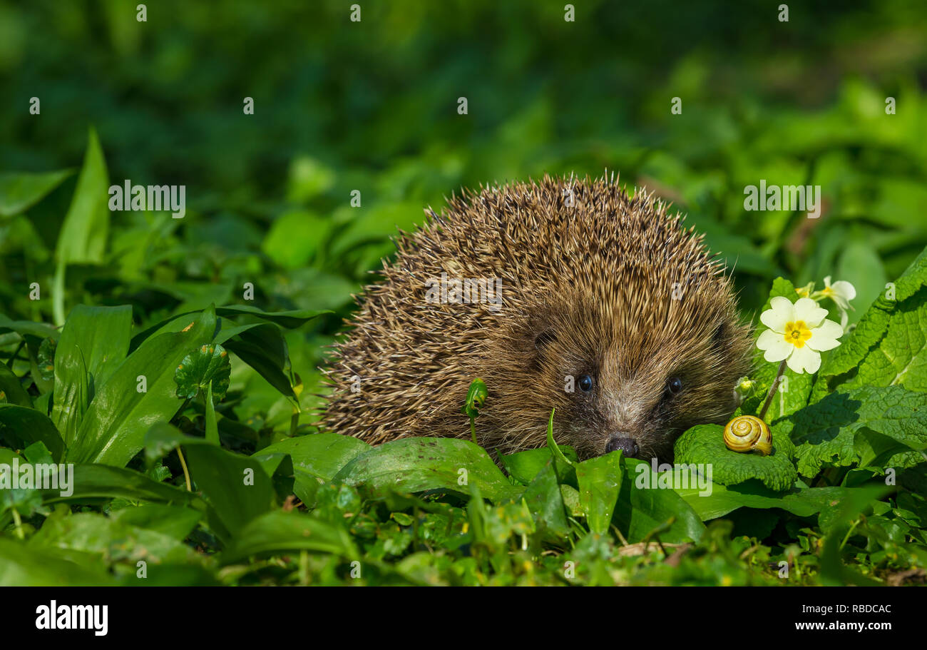 Hedgehog. Wild, native, Europäischer Igel (Wissenschaftlicher Name: Erinaceus Europaeus) im Frühling mit grünem Laub und Primrose. Nach vorne zeigt. Stockfoto