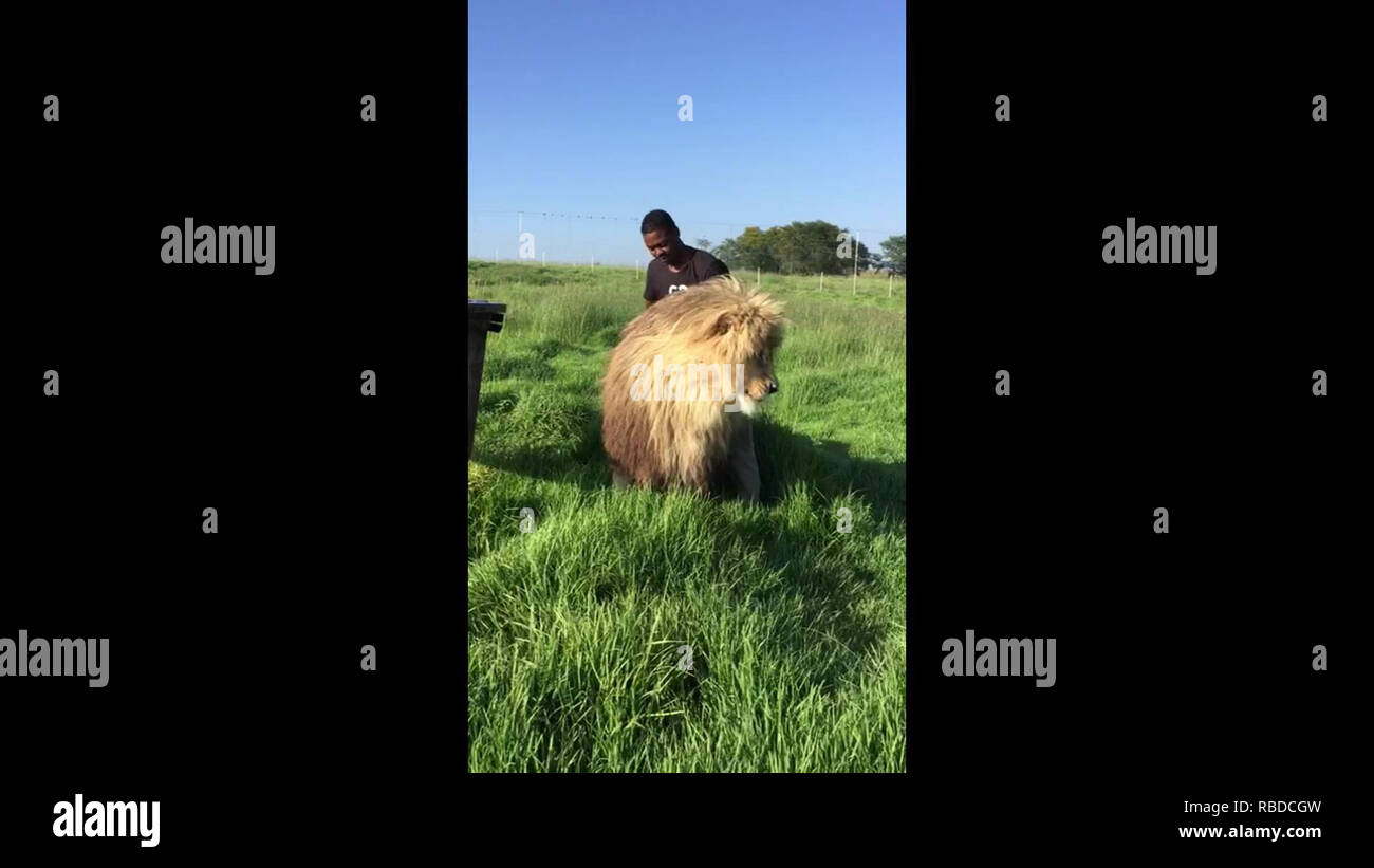 Unglaubliche Videomaterial hat ein tapferer Mann Streicheln eines Löwen Mähne, da er Streicheleinheiten zu ihm. Die atemberaubende Clip zeigt der Löwe bis nuzzling zu seinem menschlichen Freund vor der Vermietung ein Paar brüllt der Zufriedenheit. Das Paar wird eine enge Bindung, die den Menschen mit seinen furchterregenden Freund, der normalerweise nicht für die Art der Menschen bekannt zu spielen. Die niedliche Begegnung war am Glen Garriff Erhaltung in Harrismith, Südafrika gefilmt und zeigt Lion Manager Mike Thulani Interaktion mit einem Lion" Smokey. GG Erhaltung/mediadrumworld.com Stockfoto